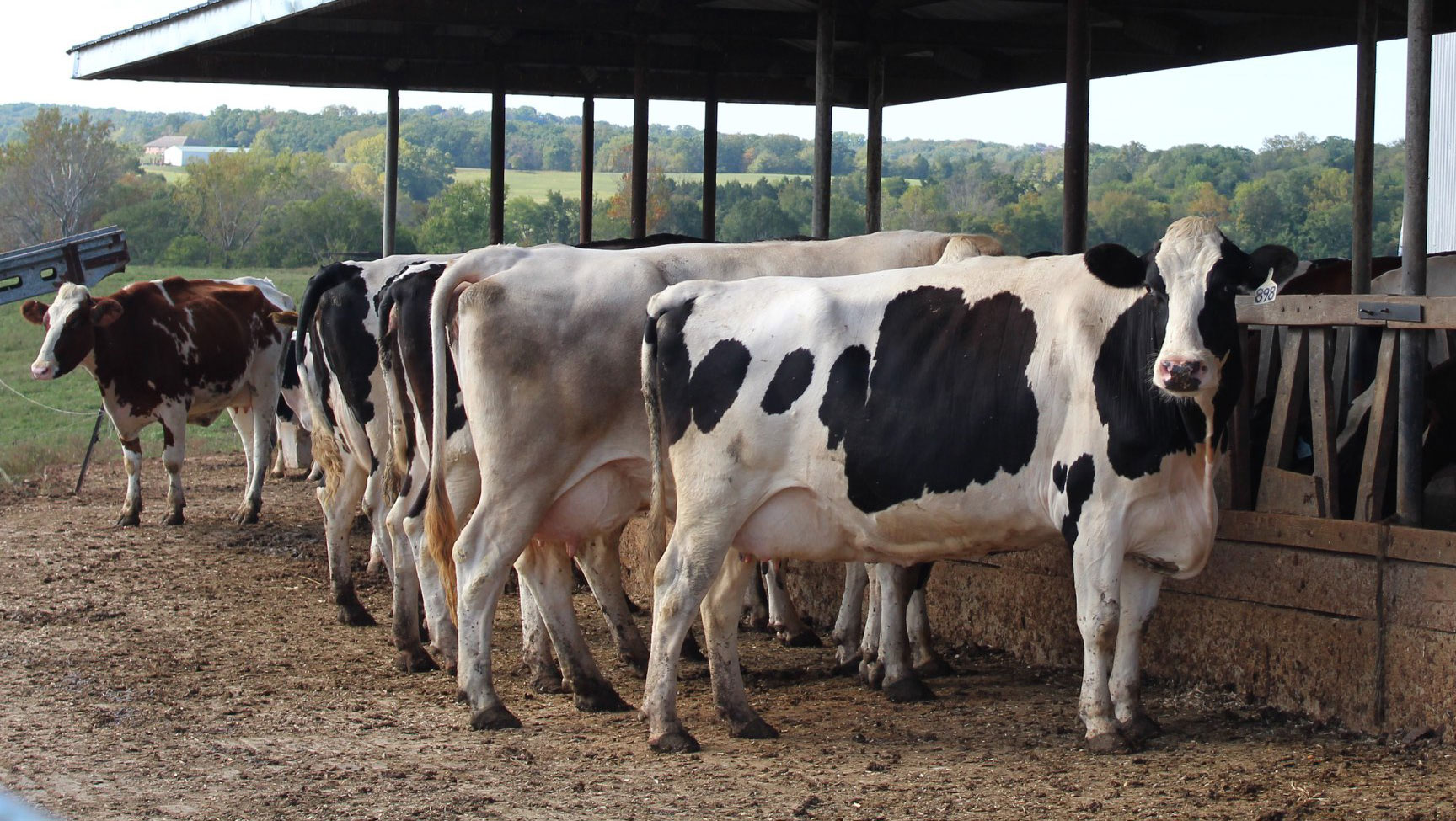 cow-comfort-prairie-farms-dairy-inc