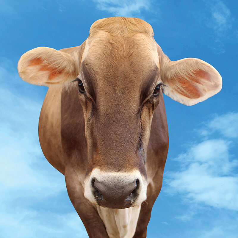 BROWN-SWISS